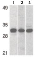 Phap1 Antibody C Terminal Ab189110  Western Blot Img70228