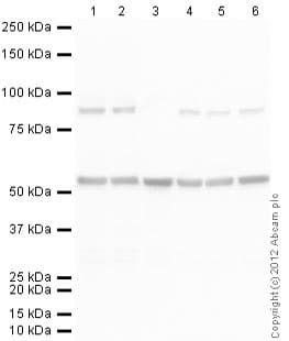 Anti-Tubulin antibody [YL1/2] - Loading Control(AB6160)