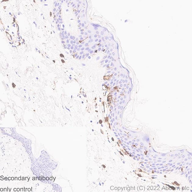 Anti-HLA-DR antibody [EPR3692] - BSA and Azide free(AB209968)