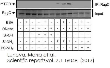 Immunoprecipitation kit(AB206996)