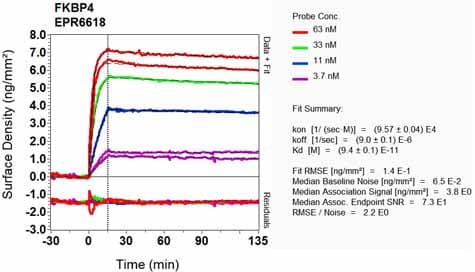 Fkbp52 Antibody Epr6618 Bsa And Azide Free Ab240535  Oi Rd Scanning Img82380