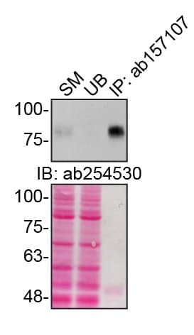 Anti-CD44 antibody(AB157107)