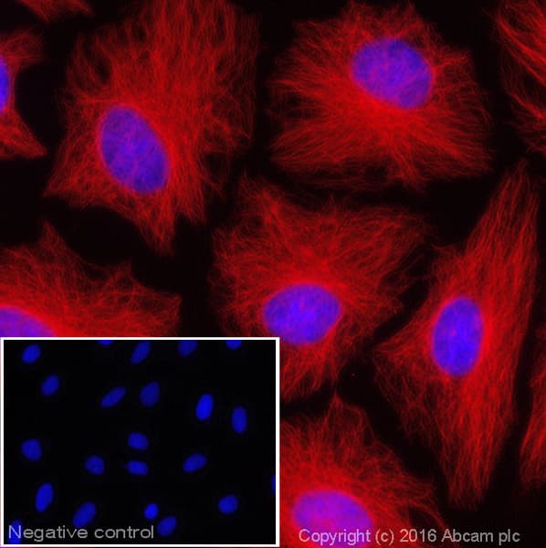 Donkey F(ab')2 Anti-Mouse IgG H&L (Alexa Fluor® 647)(AB181292)