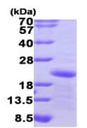 Recombinant Human GADD45A protein(ab95348)