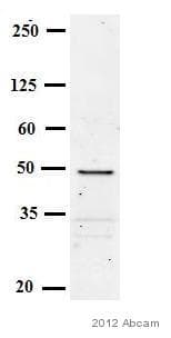 Goat Anti-Mouse IgG H&L (HRP)(AB97023)