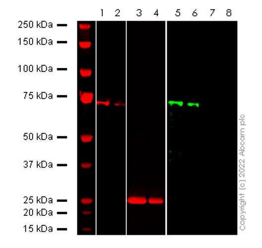 Anti-6X His tag® antibody [HIS.H8] (ab18184)