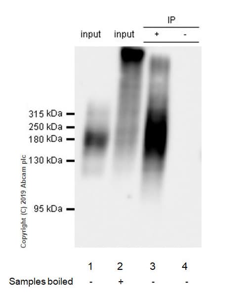 Anti-MRP1 antibody [EPR22841-78](AB260038)