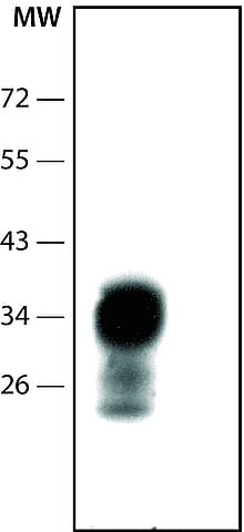 Prion Protein Prp Antibody 8h4 Ab61409  Western Blot Img91203
