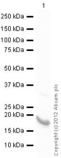 Ab79246  Western Blot Img146192
