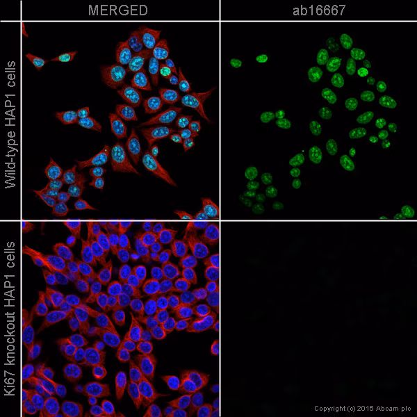 ab16667 staining Ki67 in wild-type HAP1 cells (top panel) and Ki67 knockout HAP1 cells (bottom panel)
