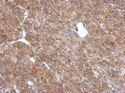 Lancl1 Antibody Ab229257  Immunohistochemistry Formalin Pfa Fixed Paraffin Embedded Sections Img18248