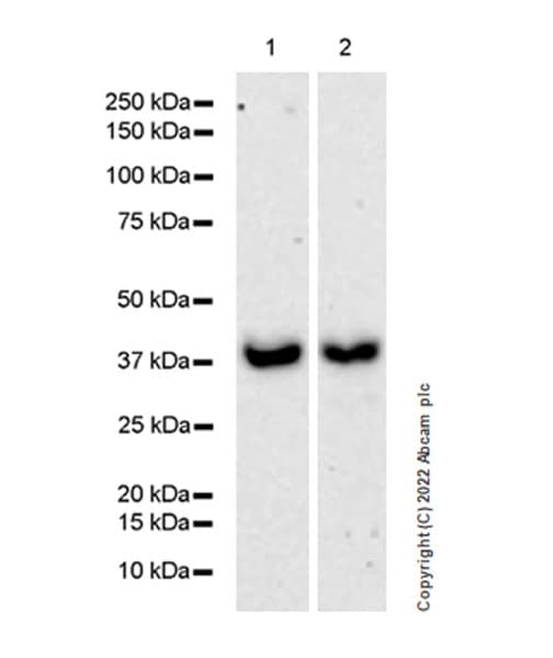 Anti-METTL15 antibody [EPR25213-46] - BSA and Azide free(AB307820)