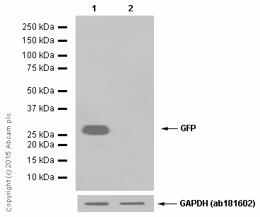 Western blot - Anti-GFP antibody [EPR14104] (ab183734)