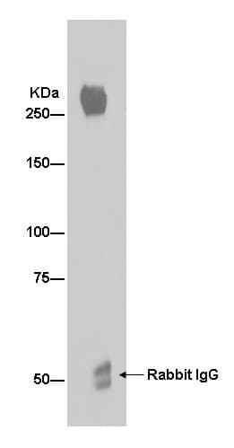 Anti-Von Willebrand Factor antibody [EPR2992(N)](AB181871)