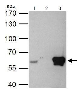 Ets2 Antibody Ab272866  Immunoprecipitation Img55332