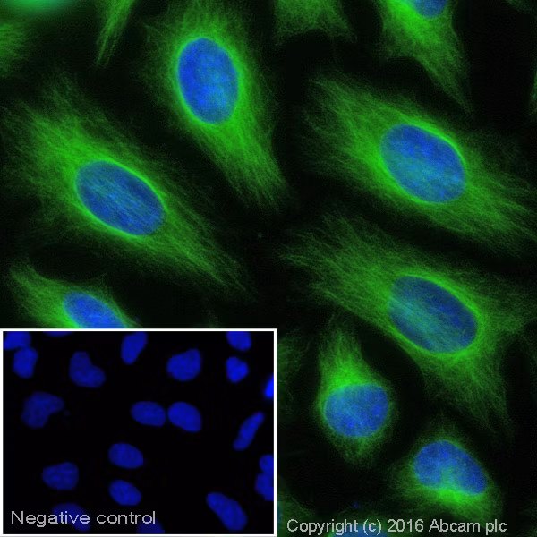 Immunocytochemistry/ Immunofluorescence - Goat Anti-Rabbit IgG H&L (Alexa Fluor® 488) (ab150077)