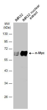 Anti-n-Myc/MYCN antibody(AB272918)