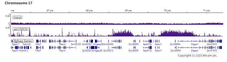 Anti-Histone H3 (tri methyl K9) antibody [EPR16601] - ChIP Grade(AB176916)