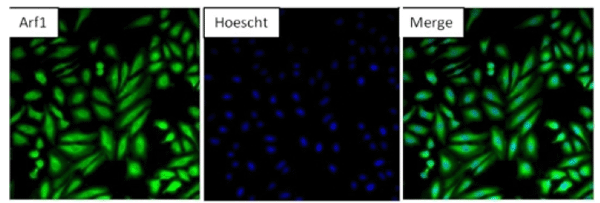Anti-ARF1 antibody(AB183576)