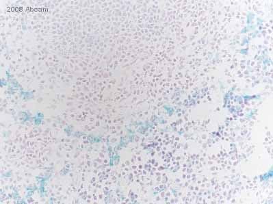 Anti-F4/80 antibody [BM8](AB16911)