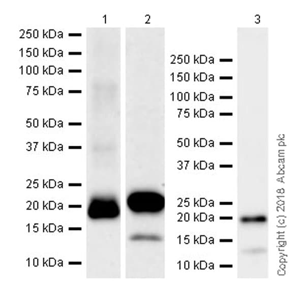 Anti-IL-18 antibody [EPR19954-188](AB243091)