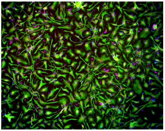 Cortical Astrocytes - Human iPSC derived cells (Male, WC-30)(AB315369)
