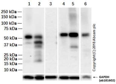 Anti-SOX17 antibody [EPR20684](ab224637)