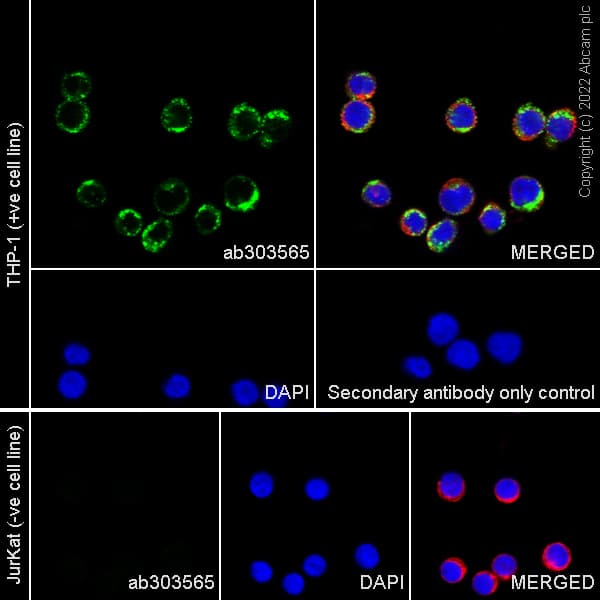 Anti-CD68 antibody [RM1031] - BSA and Azide free(ab303566)