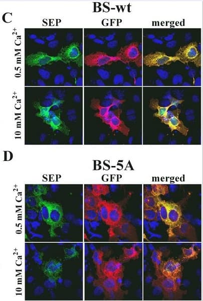 Anti-GFP antibody [9F9.F9](AB1218)