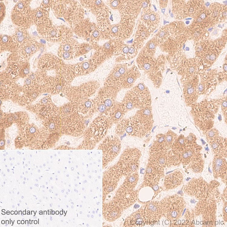 Anti-VAPB antibody [EPR27026-50](AB315013)