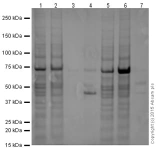 Magnetic beads Anti-GFP VHH Single Domain antibody(AB193983)