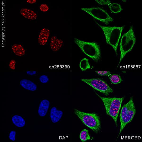 Alexa Fluor® 647 Anti-Histone H3 (tri methyl K9) antibody [EPR16601] - ChIP Grade(AB288339)