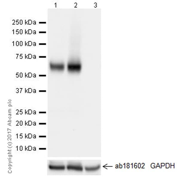 Anti-VGLUT2 antibody [EPR21085](AB216463)