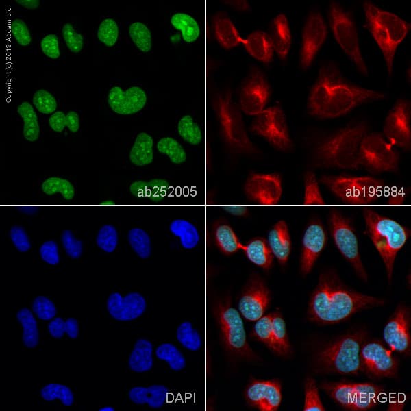 Alexa Fluor® 488 Anti-Histone H3 antibody [EPR16987](ab252005)