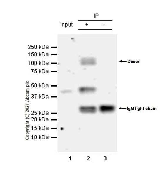 Tdo2 Tdo Antibody Epr23745 311 Bsa And Azide Free Ab281571  Immunoprecipitation Img3499