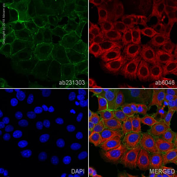 Anti-E Cadherin antibody [4A2](AB231303)