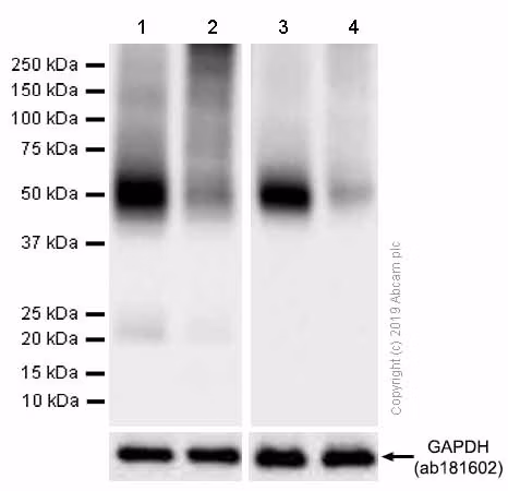 Western blot - Goat anti-rabbit IgG H&L (HRP) (ab97051) at 1/20000 dilution Predicted band size: 54 kDa Observed band size: 40-60 kDa