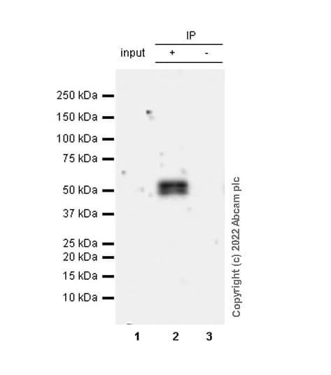 VeriBlot for IP Detection Reagent (HRP)(AB131366)