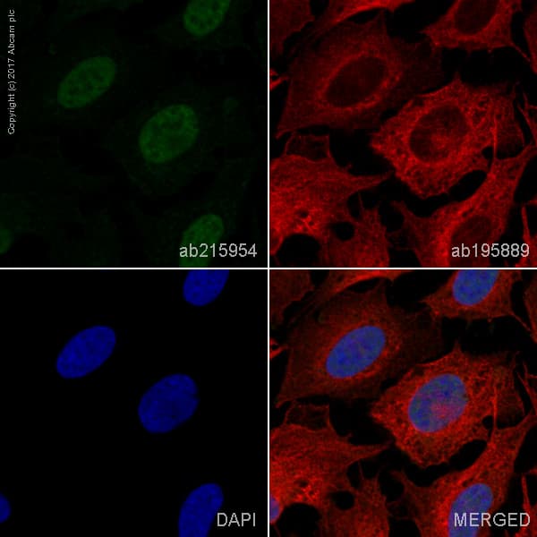 Alexa Fluor 488 Runx2 Antibody Epr14334 Ab215954  Immunocytochemistry Immunofluorescence Img43741