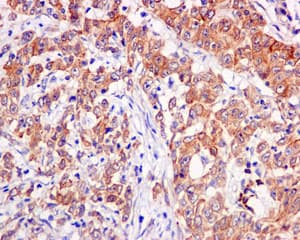 Rpl30 Antibody Epr11624 Bsa And Azide Free Ab249601  Immunohistochemistry Formalin Pfa Fixed Paraffin Embedded Sections Img41377