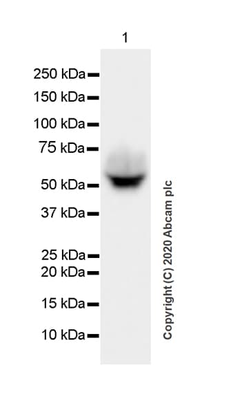 Anti-SEPP1 antibody [EPR24174-24](AB277526)