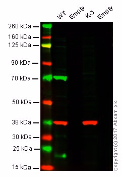 Western blot showing anti-Lamin B1 antibody band in wild type HAP1 lane but not in LMNB1 KO HAP1 lane.