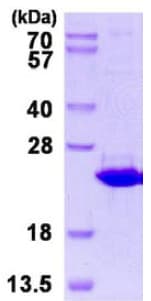 Recombinant Human ERp18 protein(AB128439)