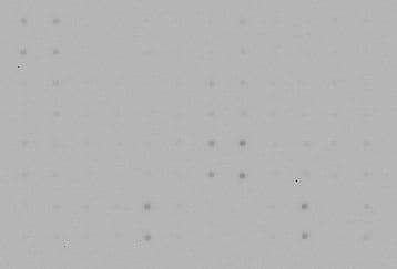 Cytokine Array - Human Cytokine Antibody Array (Membrane, 42 Targets)(AB133997)