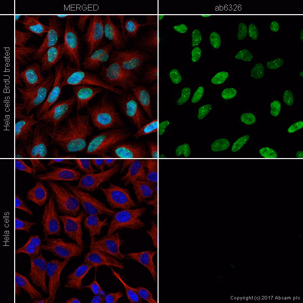 Immunocytochemistry/ Immunofluorescence - Anti-BrdU antibody [BU1/75 (ICR1)] - Proliferation Marker (ab6326) ab6326 staining BrdU in Hela cells.