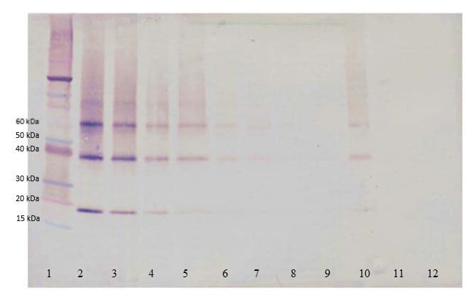 Biotin Adiponectin Antibody Ab271224  Western Blot Img83401