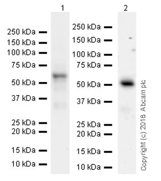 Anti-ETS2 antibody [EPR22419](AB219948)
