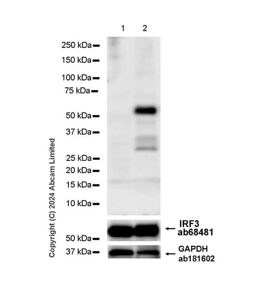 Anti-IRF3 (phospho S396) antibody [EPR28686-189] - BSA and Azide free(AB320083)
