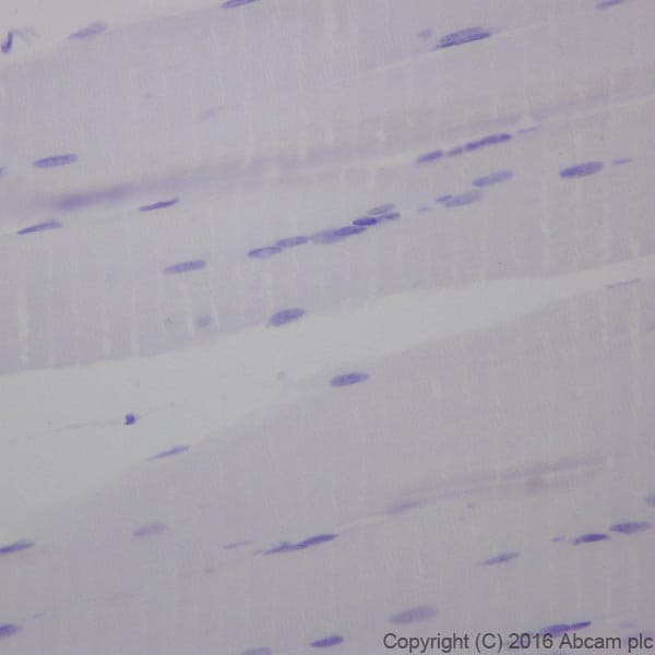 Anti-Cardiac Troponin T antibody [EPR20266] - BSA and Azide free(AB223536)
