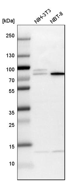 Anti-KLC2 antibody(AB254848)